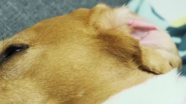 Beagle pies śpi na kanapie na plecach zbliżenie — Wideo stockowe