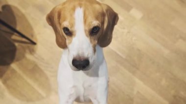 Beagle köpeği avucunun içine almak için arka pençelerine atlar..