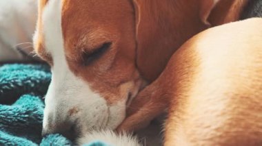 Av köpeği kanepede kıvrımlı pozisyonda uyur..