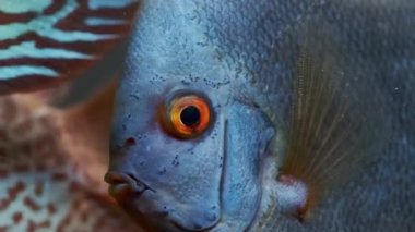 Symphysodon disk balığı akvaryumda yüzüyor. Checkerbord kırmızı renklerinin HD görüntüleri.