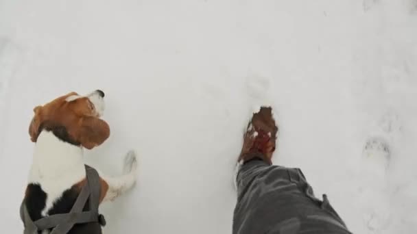Perro pasea con una correa con el propietario en el suelo del bosque nevado. — Vídeo de stock