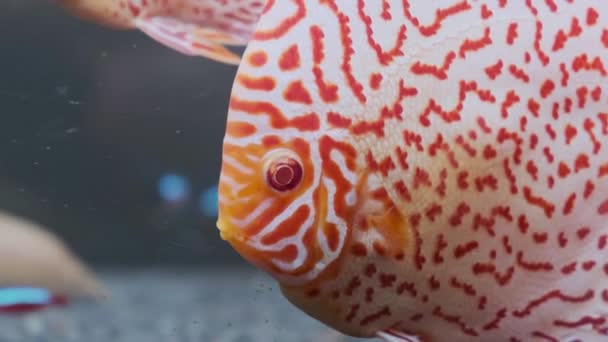 Ryby z dyskiem Symphysodon pływające w akwarium. Nagranie HD Checkerbord czerwone kolory ryb. — Wideo stockowe