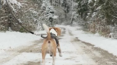 İnsan kışın köpekle ormana doğru koşar. Yavaş çekim