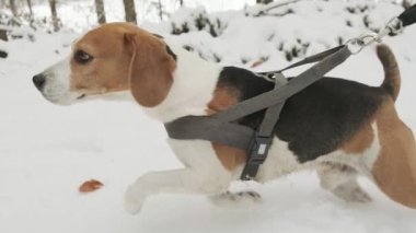 Köpek ormanda karda koşuyor..