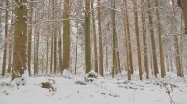Kış Ormanı ilk kar panoraması. 4K görüntü
