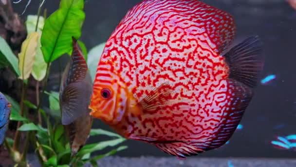 Symphysodon discus peces nadando en el acuario. HD material de archivo Checker colores rojos. — Vídeos de Stock