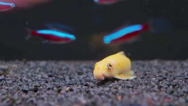 Gele Chinese algeneter Gyrinocheilus aymonieri maakt aquariumvloer schoon. — Stockvideo
