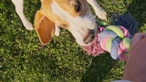 Σκύλος τρίχρωμος beagle αρσενικό φέρνοντας σε αργή κίνηση ένα παιχνίδι σε εξωτερικούς χώρους στην αυλή. — Αρχείο Βίντεο