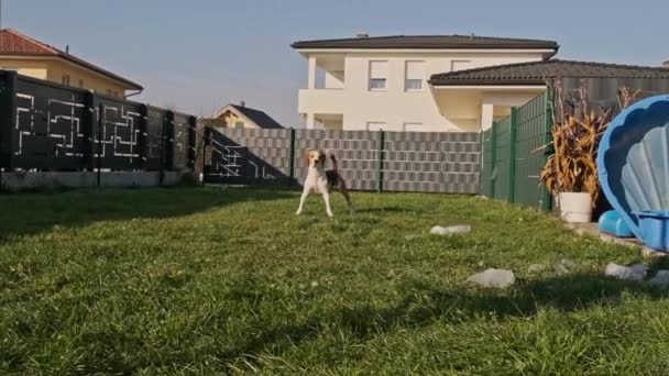 Hund dreifarbige Beagle Männchen holt in Zeitlupe ein Spielzeug im Freien im Hinterhof. — Stockvideo