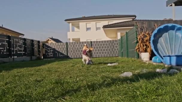 Собака трехцветный бигл мужчина, приносящий в медленном движении игрушку на открытом воздухе во дворе. — стоковое видео