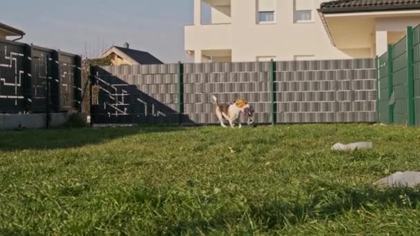 Hund dreifarbige Beagle Männchen holt in Zeitlupe ein Spielzeug im Freien im Hinterhof. — Stockvideo