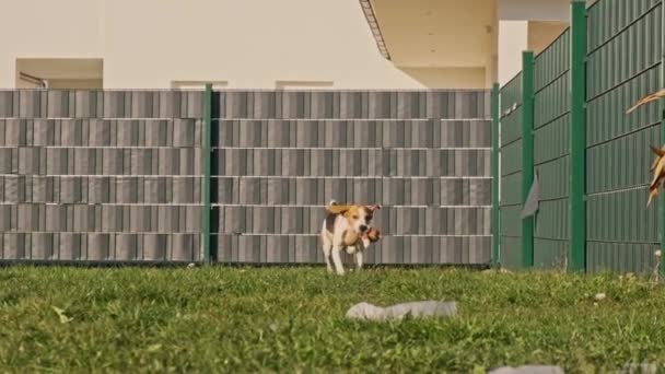 Hund dreifarbige Beagle Männchen holt in Zeitlupe ein Spielzeug im Freien im Hinterhof. — Stockvideo