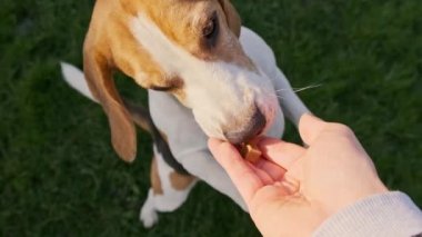 Av köpeği yavaş çekimde iki ayak üstünde zıplar..