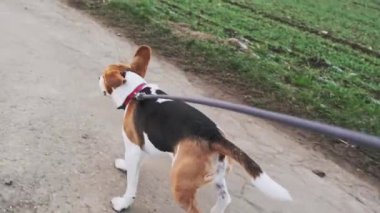 Yavaş çekimde kırsal bir yolda tasmayla hızlı koşan av köpeği..