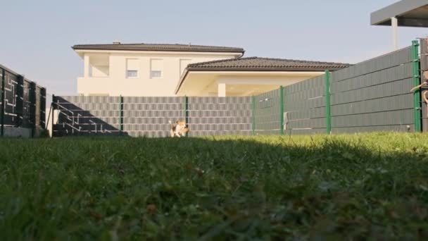 Hund dreifarbige Beagle Männchen holt in Zeitlupe ein Spielzeug im Freien im Hinterhof. — Stockvideo