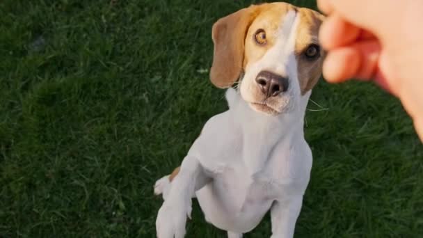 Beagle cão pula em dois pés em câmera lenta vista superior. — Vídeo de Stock