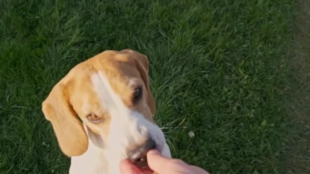 Beagle pies skacze na dwóch nogach w zwolnionym tempie widok góry. — Wideo stockowe