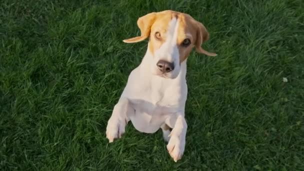 Beagle σκυλί πηδά στα δύο πόδια σε αργή κίνηση πάνω άποψη. — Αρχείο Βίντεο