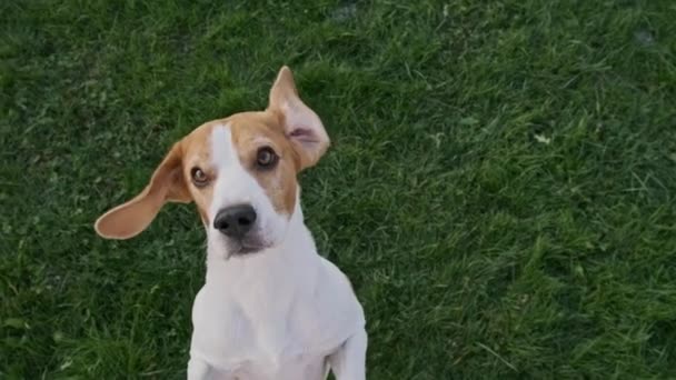 Beagle dog jumps on two feet in slow motion top view. — Stock Video