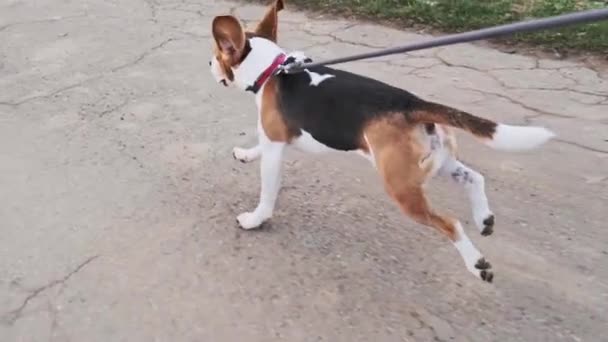 Beagle-Hund läuft in Zeitlupe an der Leine auf Landstraße. — Stockvideo