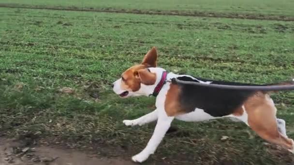 Beagle-Hund läuft in Zeitlupe an der Leine auf Landstraße. — Stockvideo