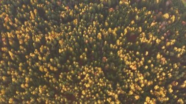 Sakin sonbahar günbatımında ormanın havadan görünüşü.