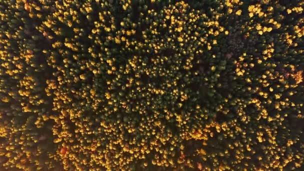Vista aérea da floresta durante o pôr do sol calmo do outono. — Vídeo de Stock