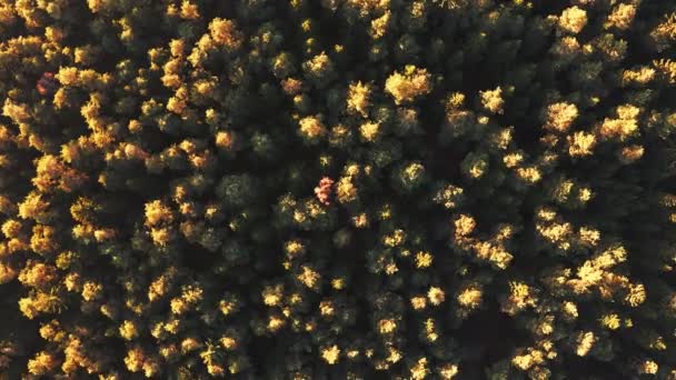 Vista aérea del bosque durante el tranquilo atardecer de otoño. — Vídeos de Stock