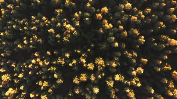 Vista aérea del bosque durante el tranquilo atardecer de otoño. — Vídeos de Stock