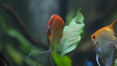 Üreme mevsiminde Altın Pterophyllum Karabatakbalığı çifti.