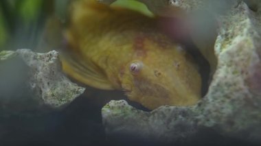 Catfish albino Albino Bristlenose Pleco bir kayanın üstünde oturuyor..