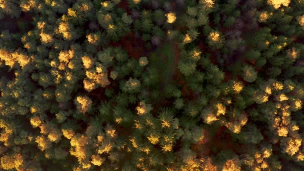 Flygfoto över skogen under lugn höstsolnedgång. — Stockvideo