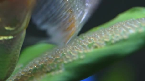 Pair of Gold Pterophyllum Scalare angelfish during breeding season. — Stock Video