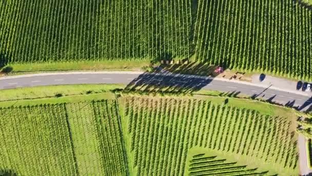 Vista aérea superior 4k de vinhas durante o dia ensolarado no final do verão. — Vídeo de Stock