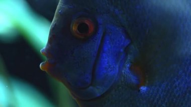 Mavi renkli disk akvaryum balığının yakın görüntüsü.