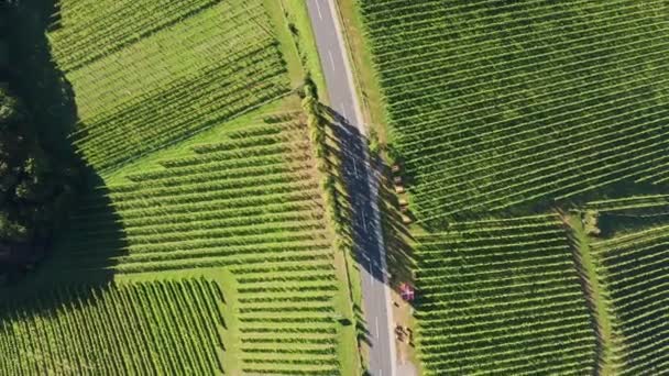 Vista aérea superior 4k de vinhas durante o dia ensolarado no final do verão. — Vídeo de Stock