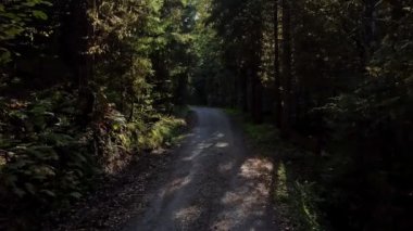 Güneşli bir günde ormanda yürüyüş yapmak - saf doğa