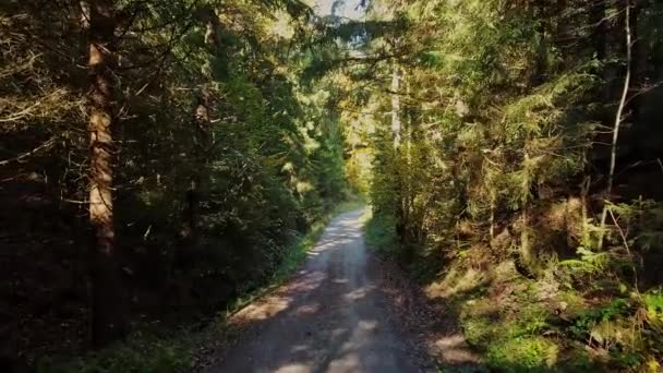 Ścieżka turystyczna przez las w słoneczny dzień - czysta przyroda — Wideo stockowe