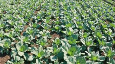 Tarladaki lahana tarlaları. Sebzeler bir sırada yetişir..