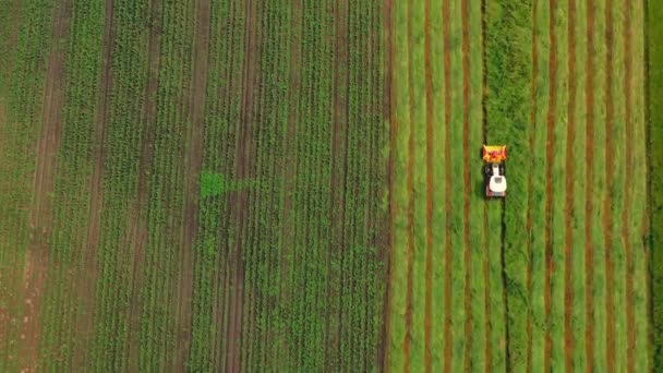 Vzdušný pohled shora dolů na traktor řezání zrna pohybující se na krásném čerstvě zeleném poli. — Stock video