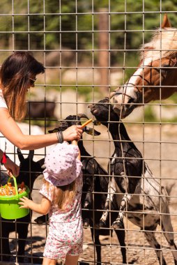 İki yaşındaki anne kız çiftlikte keçileri besliyor..