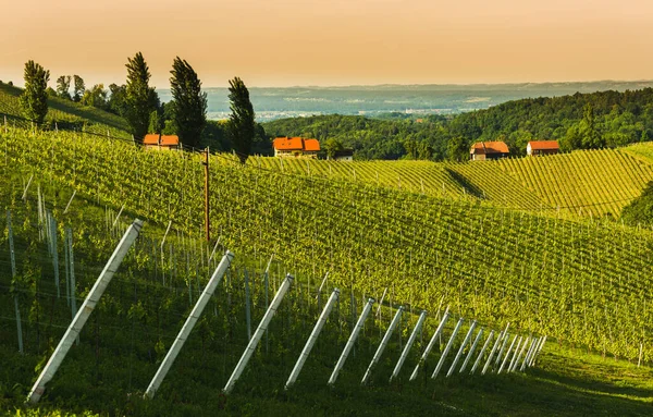 South styria vineyards landscape, near Gamlitz, Austria, Eckberg, Europe. — Stock Photo, Image