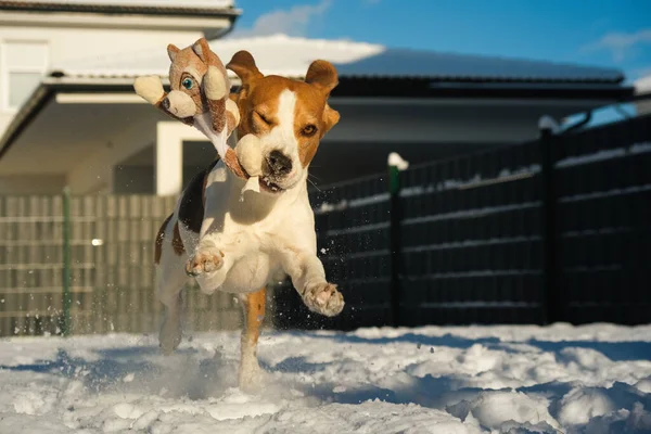 Av köpeği zıplıyor ve karda kameraya doğru koşuyor..