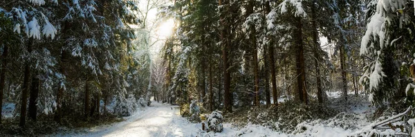 Panorama del bosque invernal después de la primera nieve invernal. — Foto de Stock