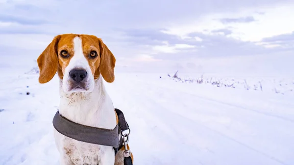 Hermoso perro se sienta en el camino nevado con correa — Foto de Stock