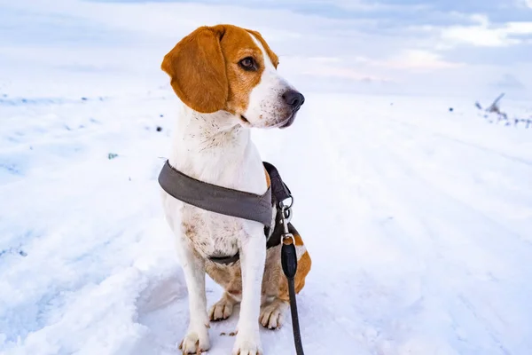 美しい犬は綱の上に雪の道に座って — ストック写真
