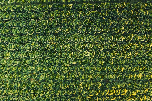해질 녘 양배추가 줄지어 늘어서 있는 모습. — 스톡 사진