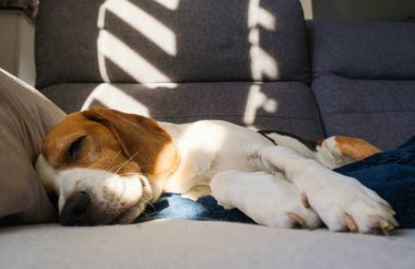 Beagle dog yorgun, rahat bir kanepede uyur, güneş ışığında kanepe