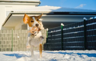 Köpekler, güneşli kış günlerinde karların içinde pelüş bir oyuncakla hızlı koşarlar.