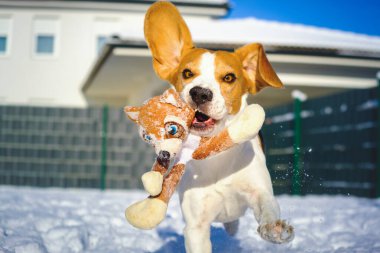 Köpekler, güneşli kış günlerinde karların içinde pelüş bir oyuncakla hızlı koşarlar.